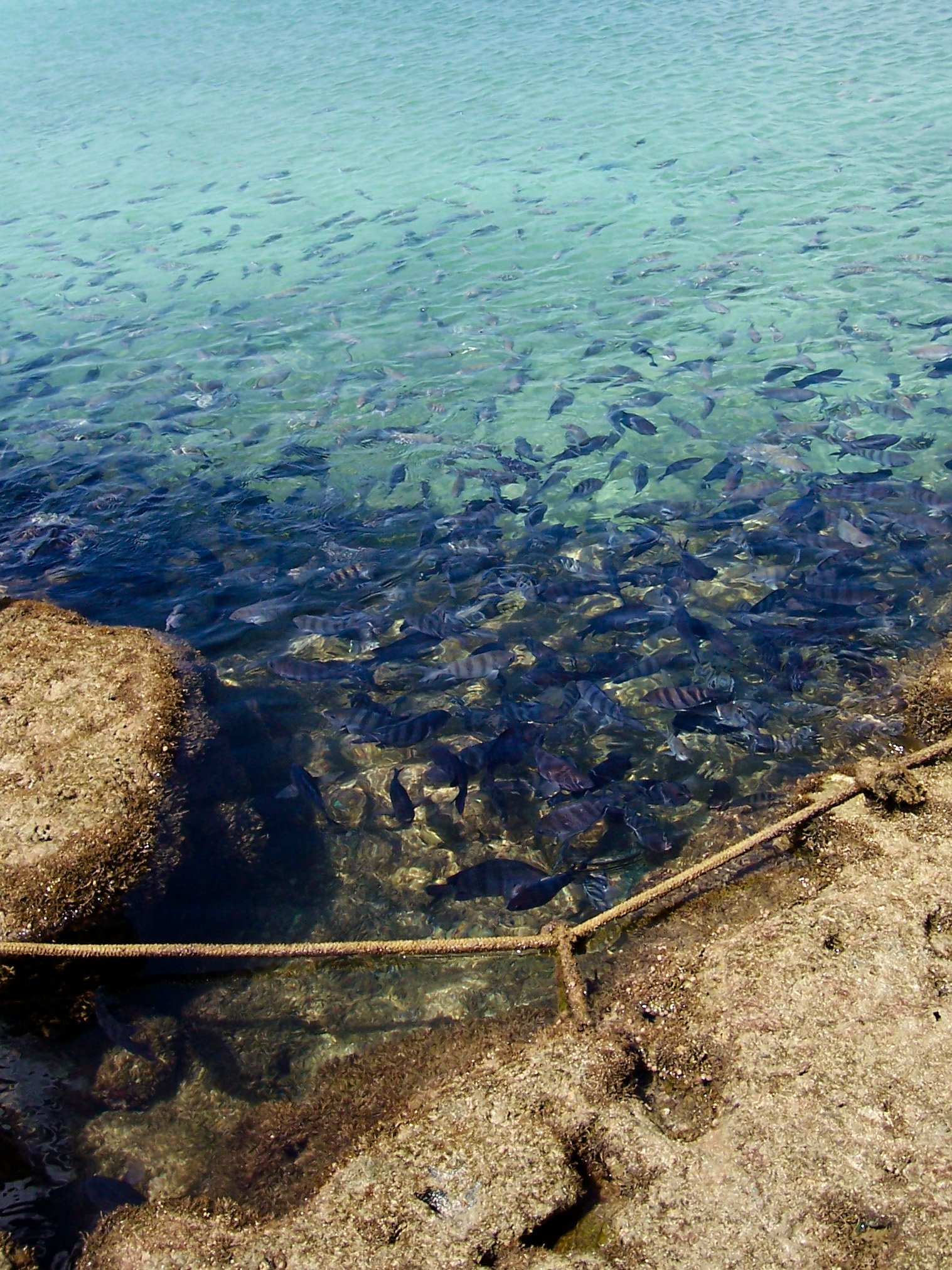 Piscina natural com peixes